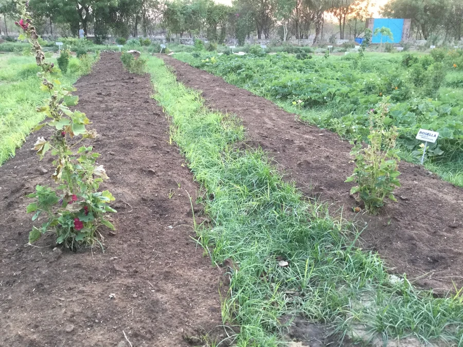 mulching on top of nut sedge between papaya seedling channels 1200